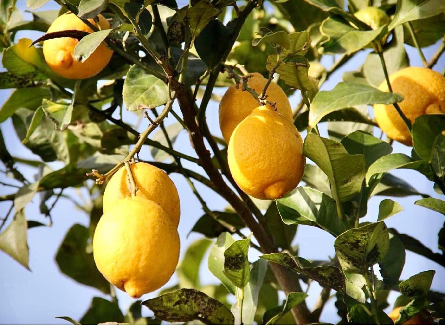 Dar El Hana Taroudant Bagian luar foto